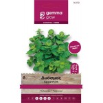 Spearmint Seeds Packet 16179 (Mentha spicata)