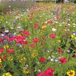 EUROFLOR Ground Cover 1kg Seeds Mixture for Urban Meadows