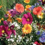 Σπόροι Μείγμα Rainbow Annuals 1kg για Αστικά Λιβάδια EUROFLOR