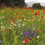 EUROFLOR Rainbow Perennials 1kg Seeds Mixture Urban Meadows