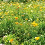 EUROFLOR Rainbow Perennials 1kg Seeds Mixture Urban Meadows