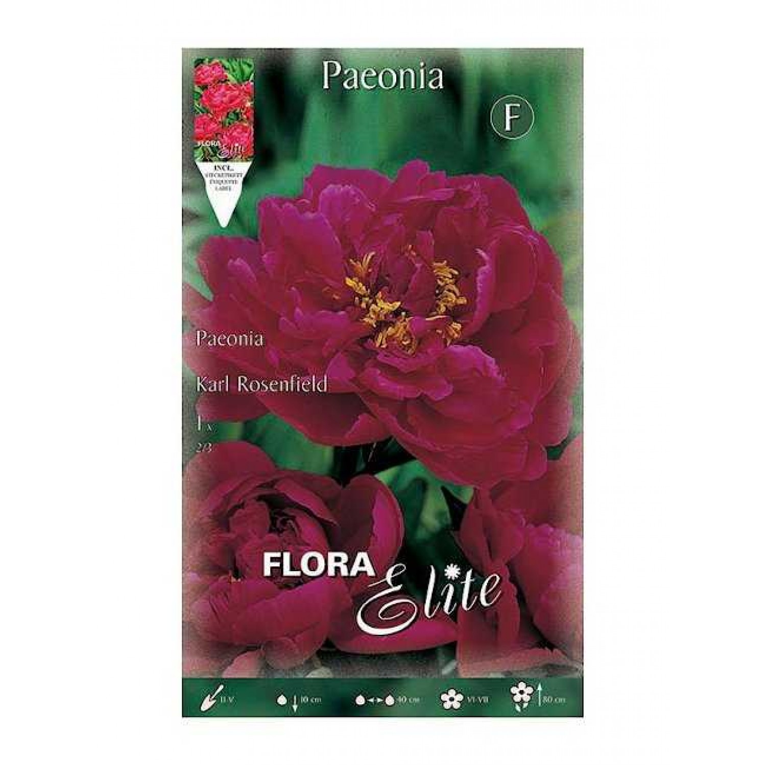 Peony Karl Rosenfield Tuber - Spring Bulbs Rhizomes