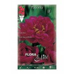 Peony Karl Rosenfield Tuber - Spring Bulbs Rhizomes
