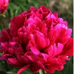 Peony Karl Rosenfield Tuber - Spring Bulbs Rhizomes