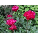 Peony Karl Rosenfield Tuber - Spring Bulbs Rhizomes
