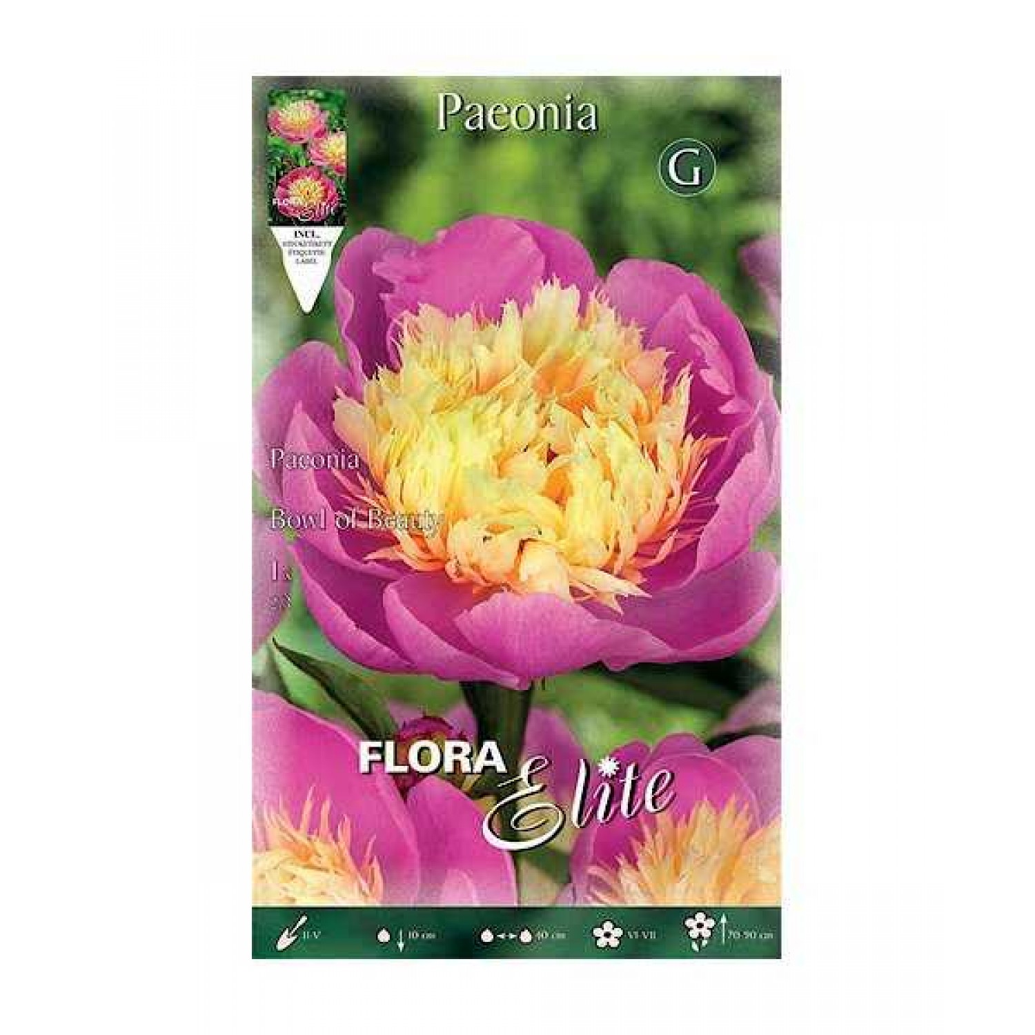 Peony Birthday Tuber - Spring Bulbs Rhizomes