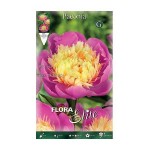 Peony Birthday Tuber - Spring Bulbs Rhizomes