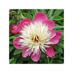 Peony Birthday Tuber - Spring Bulbs Rhizomes