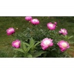 Peony Birthday Tuber - Spring Bulbs Rhizomes