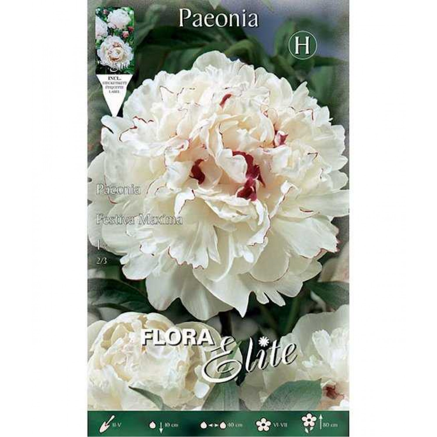 Peony Festiva maxima Tuber - Spring Bulbs Rhizomes