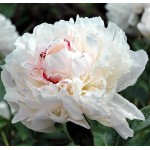Peony Festiva maxima Tuber - Spring Bulbs Rhizomes