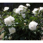 Peony Festiva maxima Tuber - Spring Bulbs Rhizomes