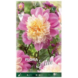 Dahlia Take Off Bicolor Purple-Cream Flowers - Anemone Type