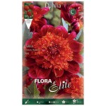 Dahlia Jive Hybrid Fuchsia Flowers Tuber - Anemone Type Dahlia (789533) Dahlia Jive Hybrid Fuchsia Flowers - Anemone Type