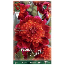 Dahlia Jive Hybrid Fuchsia Flowers - Anemone Type