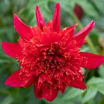 Dahlia Jive Hybrid Fuchsia Flowers Tuber - Anemone Type Dahlia (789533) Dahlia Jive Hybrid Fuchsia Flowers - Anemone Type