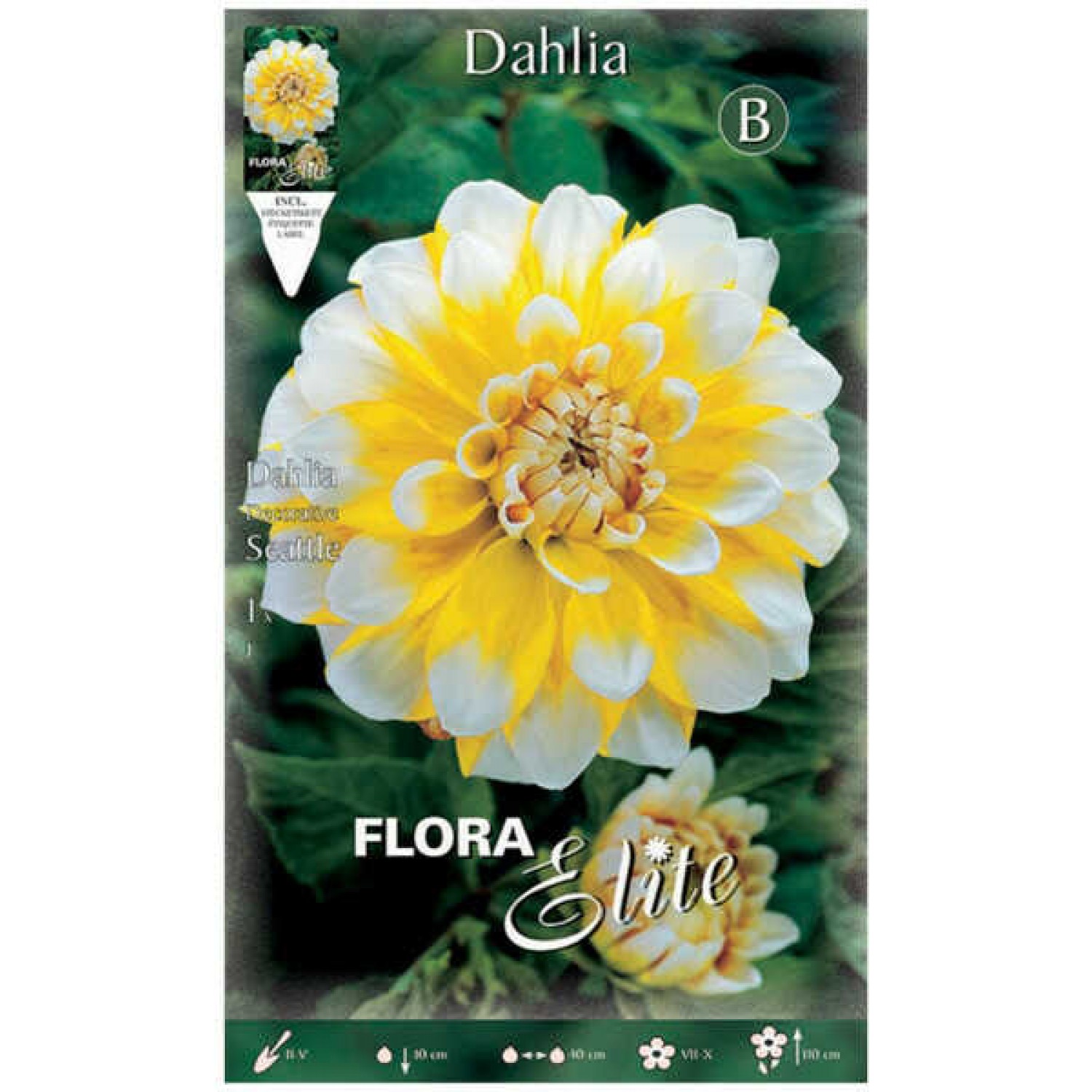 Dahlia Seattle Bicolor Hybrid White-Yellow Tuberous - Dinner Plate Dahlia (789533) Dahlia Seattle Bicolor Hybrid White-Yellow Tuberous