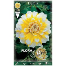 Dahlia Seattle Bicolor Hybrid White-Yellow Tuberous 