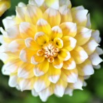 Dahlia Seattle Bicolor Hybrid White-Yellow Tuberous - Dinner Plate Dahlia (789533) Dahlia Seattle Bicolor Hybrid White-Yellow Tuberous