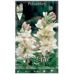 Double Pearl Tuberose The Pearl White Double Flowers Tuber - Polyanthes tuberosa, syn. Agave amica (847073) Double Pearl Tuberose The Pearl White Double Flowers-Tuberous