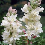 Double Pearl Tuberose The Pearl White Double Flowers Tuber - Polyanthes tuberosa, syn. Agave amica (847073) Double Pearl Tuberose The Pearl White Double Flowers-Tuberous