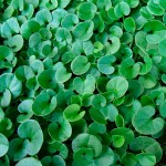 Διχόνδρα ή Διχόντρα 1kg (Dichondra repens) Σπόροι Γκαζόν
