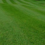 Tall Fescue BIZEM 5kg (Festuca Arundinacea 'Bizem') Seed