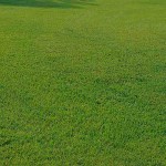 Φεστούκας MERIDA 5kg (Festuca Arundinacea Merida) Σπόροι Γκαζόν