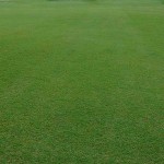 Bermudagrass GOBI 1kg (Cynodon Dactylon 'Gobi') Seed