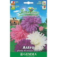 Άστερ ή Αστράκι Απλό Μίγμα 1g Σπόροι Φάκελος-Aster spp.