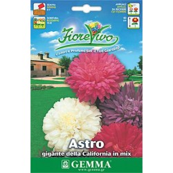 Άστερ ή Αστράκι Γίγας 70cm Μίγμα 1g Σπόροι (Aster spp.)