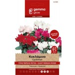 Κυκλάμινο Γίγας Περσίας Μίγμα 1g Σπόροι Φάκελος (Cyclamen persicum) - Σπόρος για Κυκλάμινα Κυκλάμινο Γίγας Περσίας Mix 1g Σπόροι-Cyclamen persicum