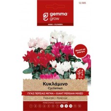 Κυκλάμινο Γίγας Περσίας Mix 1g Σπόροι-Cyclamen persicum