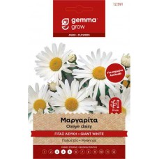 Μαργαρίτα Γίγας 0,3g Σπόροι-Chrysanthemum leucanthemum