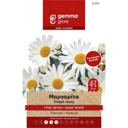 Μαργαρίτα Γίγας 0,3g Σπόροι-Chrysanthemum leucanthemum