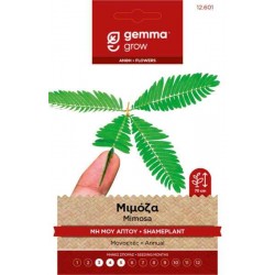 Μιμόζα-Μη Μου Άπτου 1g Σπόροι Φάκελος (Mimosa pudica)