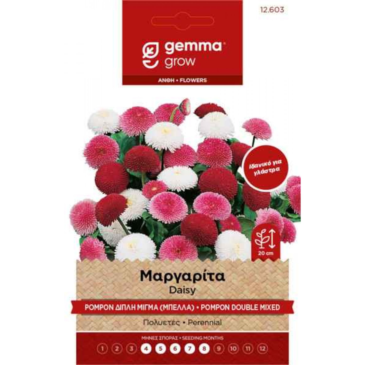 Μαργαρίτα Pompon Διπλή-Μπέλλα 2g Σπόροι-Bellis perennis