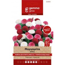 Μαργαρίτα Pompon Διπλή-Μπέλλα 2g Σπόροι-Bellis perennis