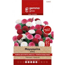 Μαργαρίτα Pompon Διπλή-Μπέλλα 2g Σπόροι-Bellis perennis