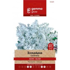 Σινεράρια Ασημί 0,2g Σπόροι Φάκελος (Senecio cineraria)