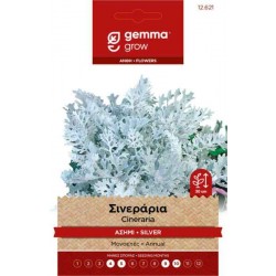 Σινεράρια Ασημί 0,2g Σπόροι Φάκελος (Senecio cineraria)