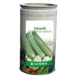 Κομποκολόκυθο-Κολοκυθάκι Μακρύ Ξανθό 0,5kg Σπόροι Κονσέρβα (Curcubita pepo 'Sarzana') - Σπόρος για Κολοκύθια