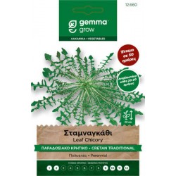 Cretan Chicory Seeds 2g (Cichorium intybus 'Cretan')