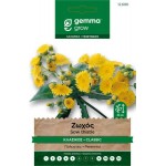 Ζωχός ή Ζοχός Κλασικός 0,3g Σπόροι Φακελάκι (Sonchus oleraceus) - Ζοχοί, Σπόρος Χορταρικών σε Φάκελο Ζωχός ή Ζοχός Κλασικός 0,3g Σπόροι (Sonchus oleraceus)