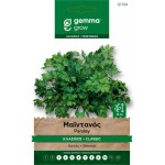 Comune 2 Parsley Seeds 10g Packet (Petroselinum crispum 'Comune 2') Comune 2 Parsley Seeds 10g Packet-Petroselinum crispum