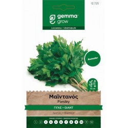 Μαϊντανός Γίγας Σπόροι 1kg Κουτί (Petroselinum crispum 'Gigante d'Italia') - Σπόρος για Μαϊντανούς