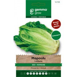 Summer Lettuce Romana Seeds (Lactuca sativa) | kipogeorgiki.live