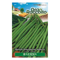 Contender Bush Bean Seeds 40g Packet (Phaseolus vulgaris Contender)