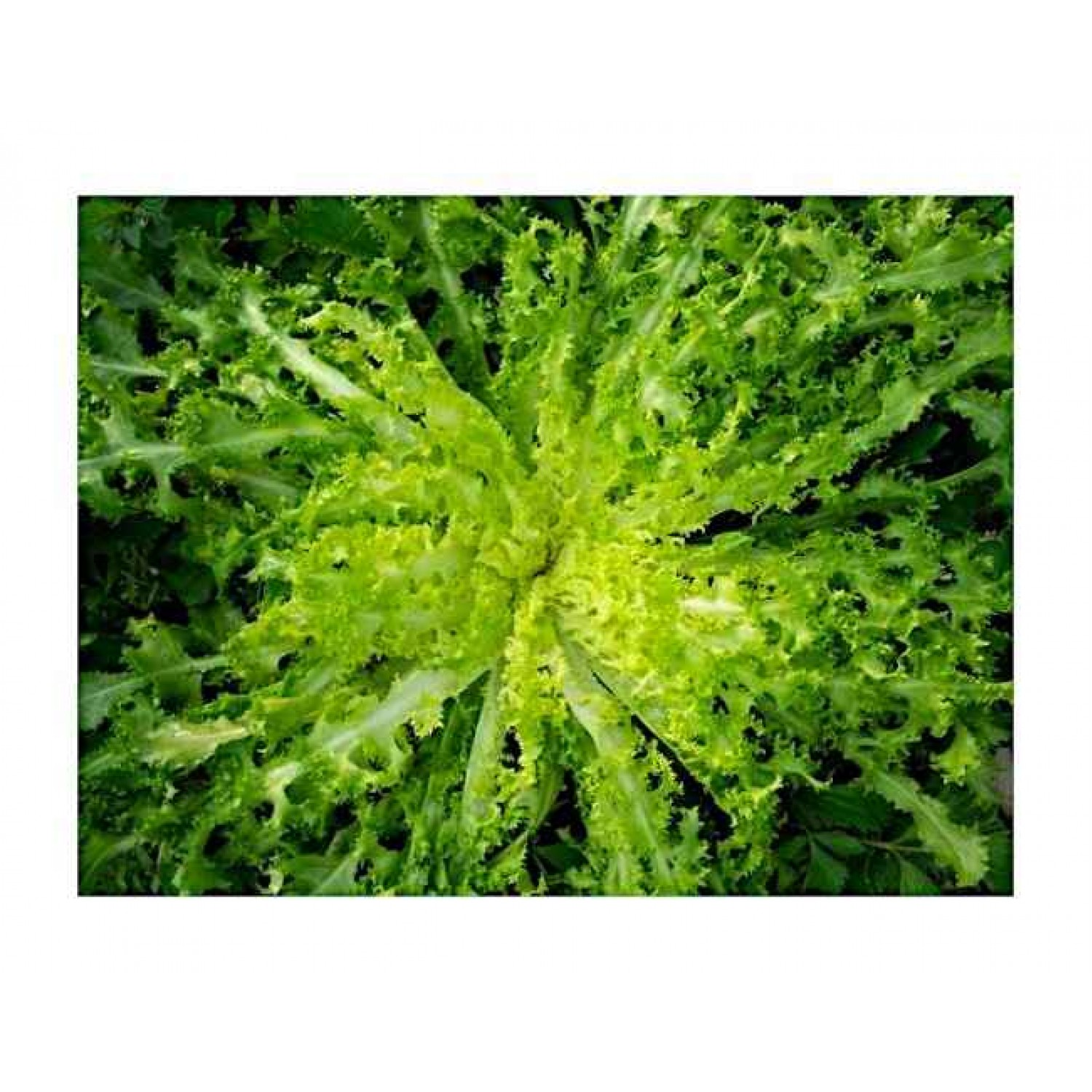 Pancalieri Endive Commercial Seeds Pancalieri Endive Commercial Seeds | Seeds | Kipogeorgiki