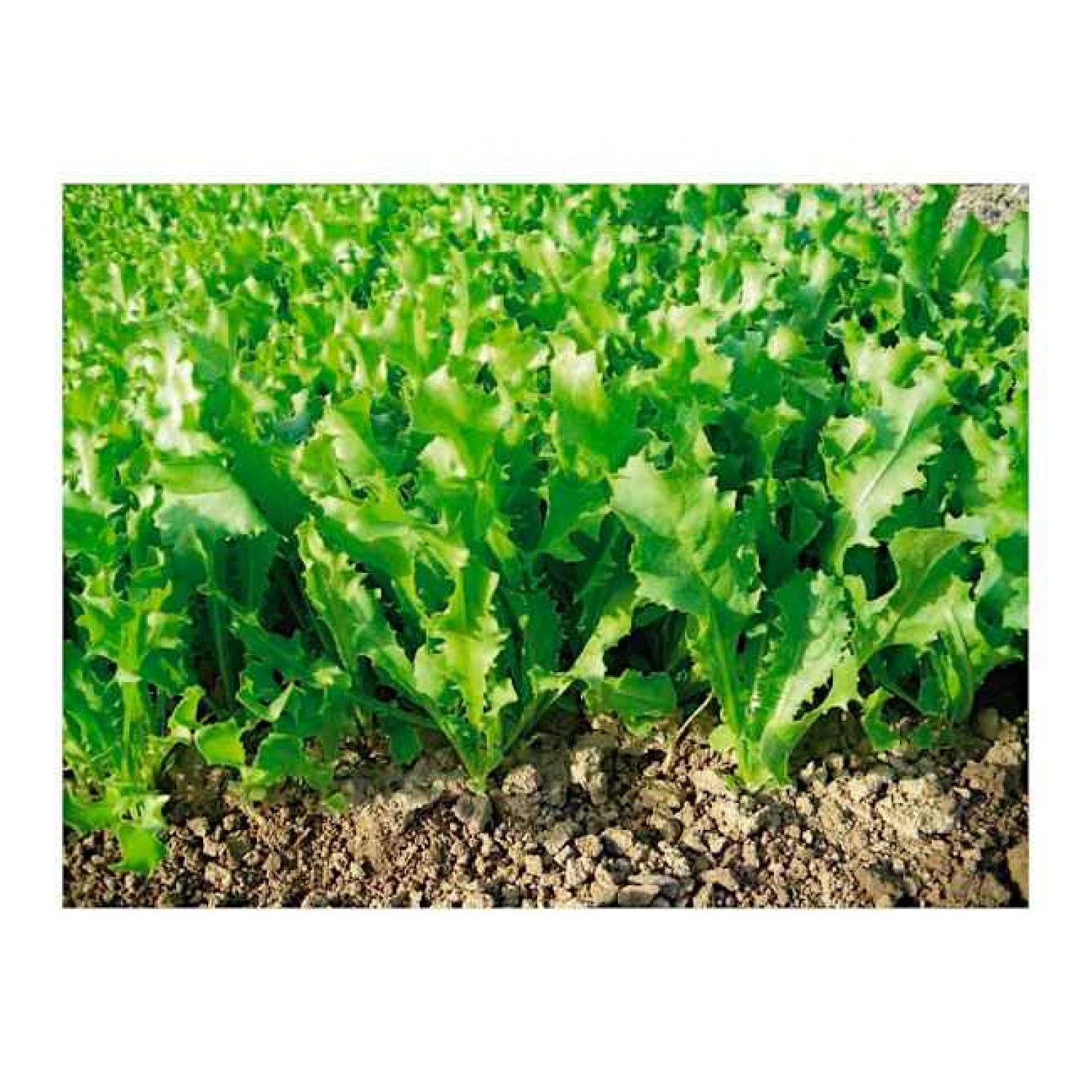 Σπόρος Αντίδι Romanesca Όρθιο Πολλών Κοπών (Αντιδοράδικο) Σπόρος Αντίδι Pancaliere Μίας Κοπής Κοντό | Σπόροι | Κηπογεωργική